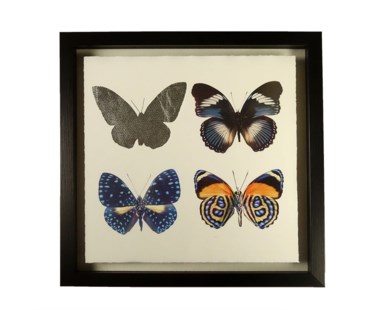 Butterflies - A